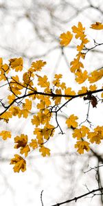 Nature,Autumn,Branch,Mainly Cloudy,Overcast,Leaves