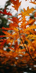 Nature,Autumn,Branch,Plant,Leaves