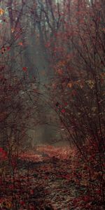 Branches,Feuillage,Forêt,Nature,Brouillard,Automne