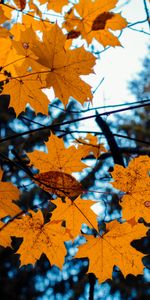 Otoño,Hojas,Sucursales,Ramas,Arce,Naturaleza