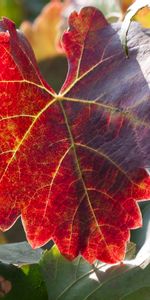 Nature,Autumn,Branches,Sheet,Leaf,Grapes