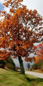 Nature,Autumn,Bush,Wood,Turn,Tree,Asphalt,Slope,Road,Cloud,Meadow