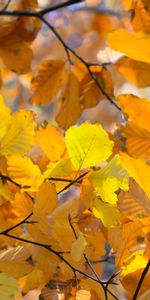 Nature,Feuilles,Fermer,Gros Plan,Branches,Automne