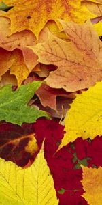 Nature,Feuilles,Palette,Assorti,Couleur,Couleurs,Automne