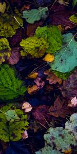 Nature,Autumn,Dry,Fallen,Leaves