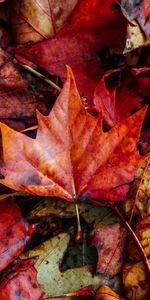 Nature,Autumn,Dry,Fallen,Leaves