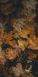 Nature,Sec,Déchu,Tombé,Feuilles,Feuillage,Automne