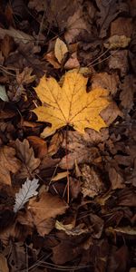 Nature,Autumn,Dry,Foliage,Leaves