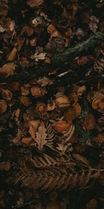 Nature,Autumn,Dry,Leaves