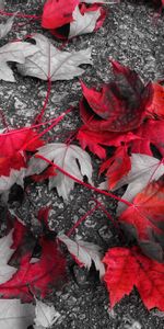 Nature,Autumn,Fallen,Foliage,Maple,Leaves