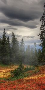 Brouillard,Automne,Forêt,Arbres,Nature