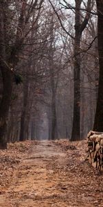 Nature,Autumn,Foliage,Road,Forest