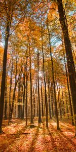 Nature,Forêt,Automne