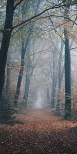 Forêt,Brouillard,Nature,Chemin,Automne