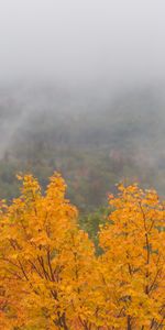 Naturaleza,Otoño,Madera,Bosque,Niebla,Arce,Árbol