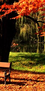 Naturaleza,Otoño,Lago,Banco,Brillar,Luz,Madera,Parque,Árbol,Césped,Mesa De Trabajo,El Parque