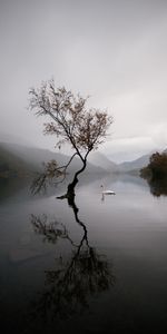 Nature,Autumn,Lake,Swan