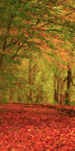 Nature,Paysage,Automne