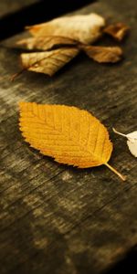 Nature,Feuilles,Paysage,Automne