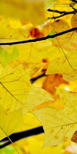 Nature,Autumn,Leaves,Branches,Branch,Dry