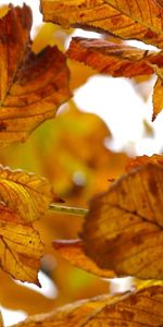 Feuilles,Châtaigne,Nature,Automne