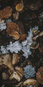 Nature,Autumn,Leaves,Dry,Foliage