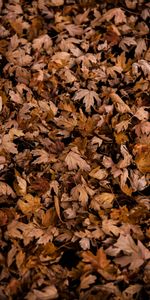 Nature,Autumn,Leaves,Dry,Maple