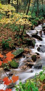 Nature,Forêt,Érable,Feuilles,Ruisseau,Automne