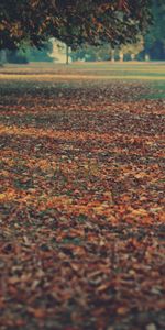 Nature,Autumn,Leaves,Land,Stripes,Streaks,Earth