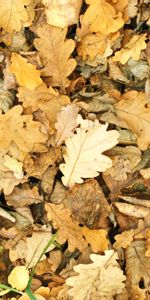 Nature,Autumn,Leaves,Oak,Fallen