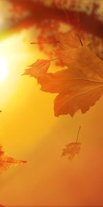 Nature,Autumn,Leaves,Sun,Flight,Maple