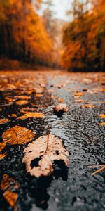 Naturaleza,Hojas,Otoño,Mojado,Lluvia