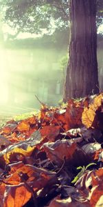 Nature,Autumn,Light,Tree,Land,Shine,Wood,Earth,Leaves,House