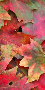 Nature,Autumn,Macro,Stains,Spots,Leaves