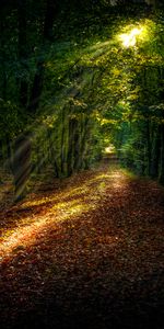 Nature,Autumn,Path,Sunlight,Forest