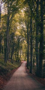 Nature,Autumn,Path,Trees,Park