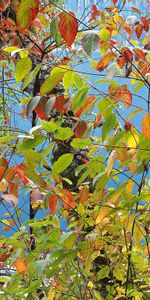 Nature,Autumn,Sea,Wood,Tree,Paints,Leaves,Multicolored,Palette