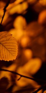 Bouleau,Nature,Feuille,Automne