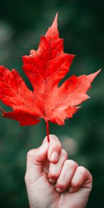 Nature,Autumn,Sheet,Leaf,Hand,Maple