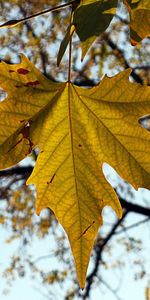 Nature,Autumn,Sheet,Leaf,Maple