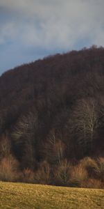 Forêt,Pente,Élévation,Nature,Automne