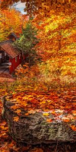 Nature,Autumn,Structure,Foliage