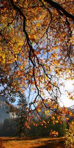 Nature,Autumn,Sun,Lumen,Tree,Branch,Opening,Wood,Leaves,Gold