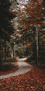 Nature,Autumn,Track,Fallen Leaves,Fallen Foliage,Forest