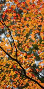 Nature,Autumn,Tree,Branches,Wood,Maple,Leaves