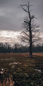 Nature,Autumn,Twilight,Wood,Tree,Field,Dusk,Mainly Cloudy,Overcast