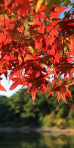 Nature,Autumn,Wood,Tree,Branches,Leaves