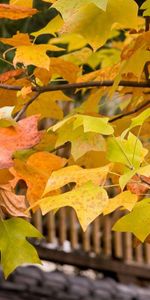 Bois,Arbre,Couronner,Branches,Branche,Nature,Feuilles,Couronne,Toit,Automne