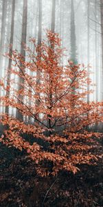 Bois,Forêt,Arbre,Brouillard,Nature,Automne