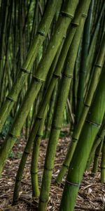 Nature,Bamboo,Grove,Plants